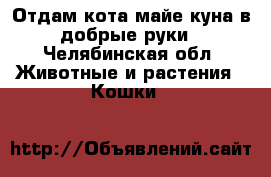 Отдам кота майе куна в добрые руки - Челябинская обл. Животные и растения » Кошки   